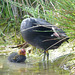 Family Coots