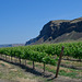 Vineyards near the Columbia River