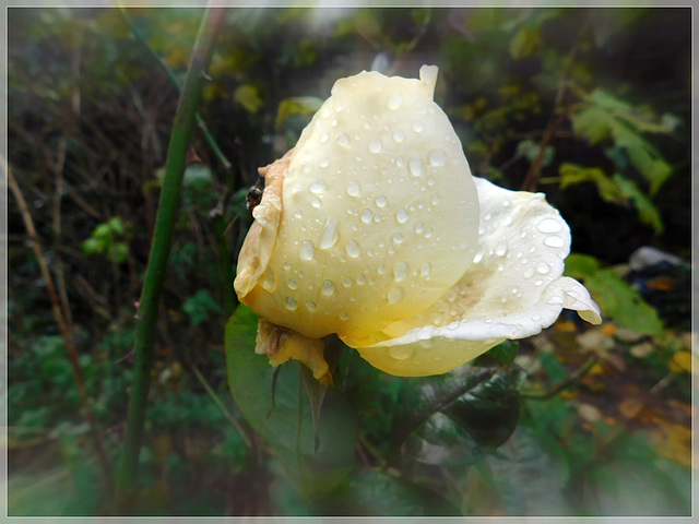 Au jardin ,en Novembre, après la pluie avec note...........