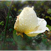 Au jardin ,en Novembre, après la pluie avec note...........