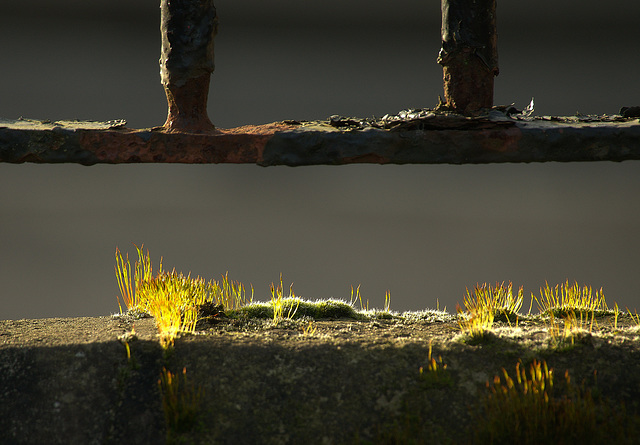 Moss And Rusty Railings