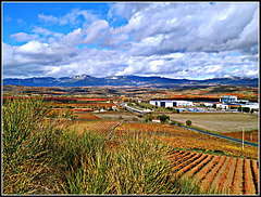 Paisaje de La Rioja alavesa, 3