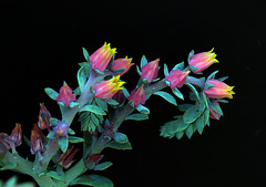 L'Echéveria et ses fleurs en clochettes