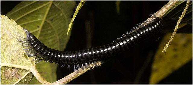 IMG 6799 Millipede