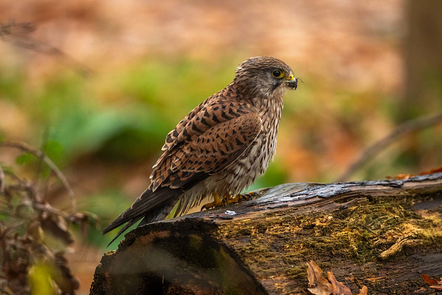 Kestrel