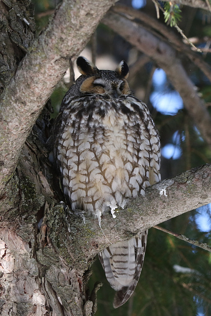 hibou moyen-duc / long-eared owl