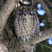 hibou moyen-duc / long-eared owl