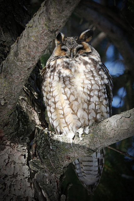 hibou moyen-duc / long-eared owl