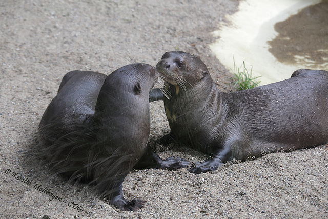 Südamerikanische Riesenotter (Hagenbeck)