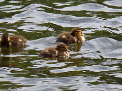 quackers