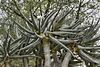 Quiver Tree, #1 – Desert Botanical Garden, Papago Park, Phoenix, Arizona