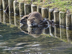 ...miroir ,mon beau miroir.....