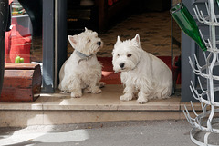 Couple de brocanteurs