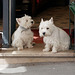 Couple de brocanteurs