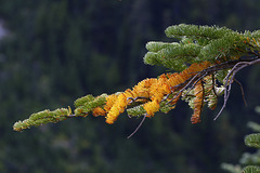 Subalpine Fir