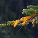 Subalpine Fir