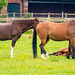 Horses at Thornton Hough