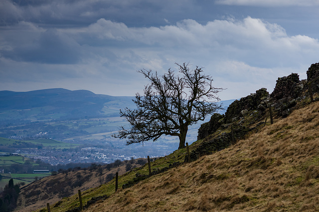 Cown Edge (That tree again)