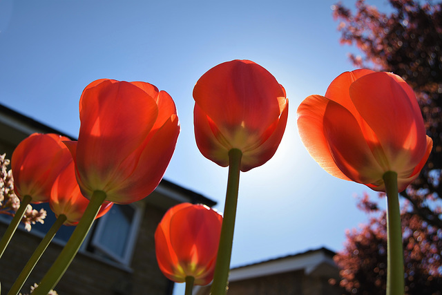 Tulips from Holland.