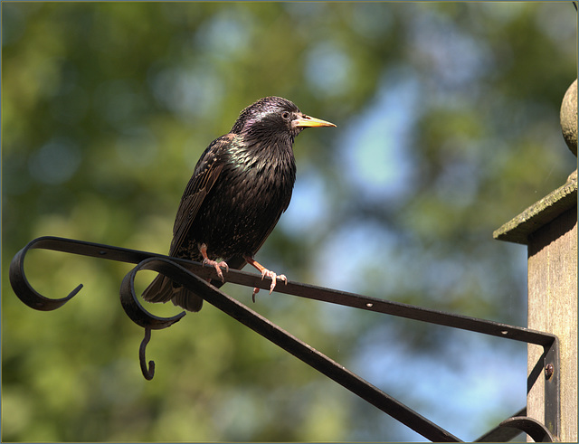 Starling