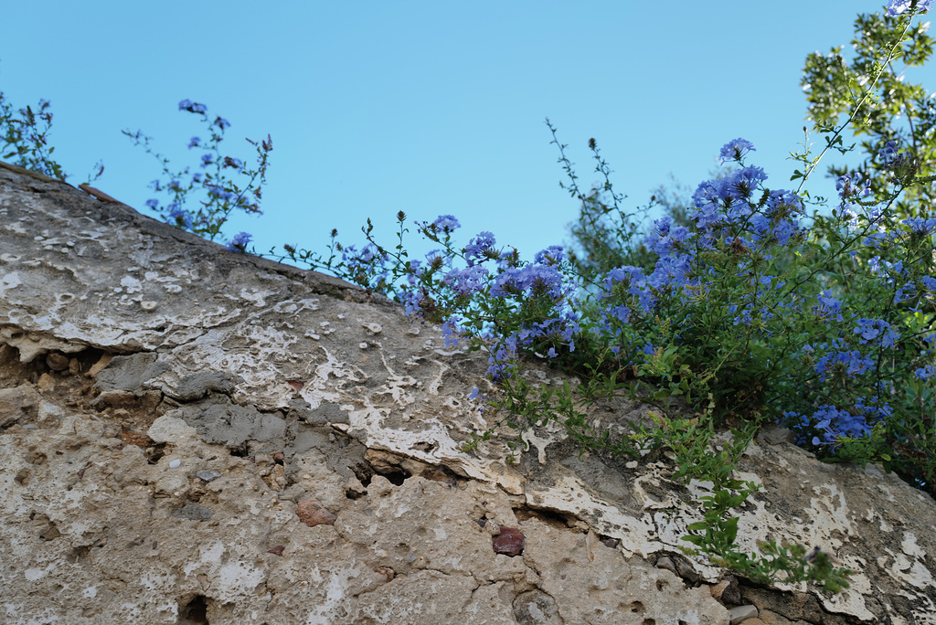 Plumbago, Tavira, HWW