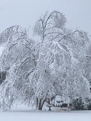 and still snowing