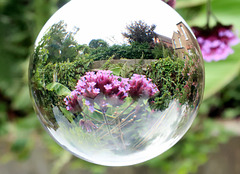 Verbena bonariensis