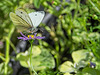 Small White Butterfly