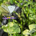 Small White Butterfly