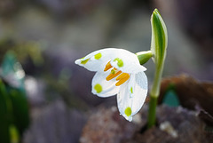 Ein zarter Frühlingsbote - A delicate harbinger of spring