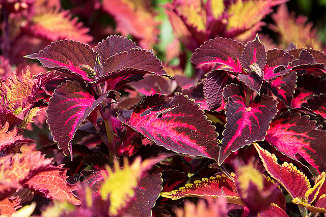 20140801 4521VRAw [D~E] Buntnessel (Coleus), Gruga-Park, Essen