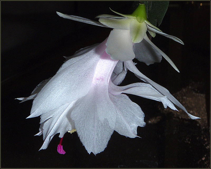 Schlumbergera