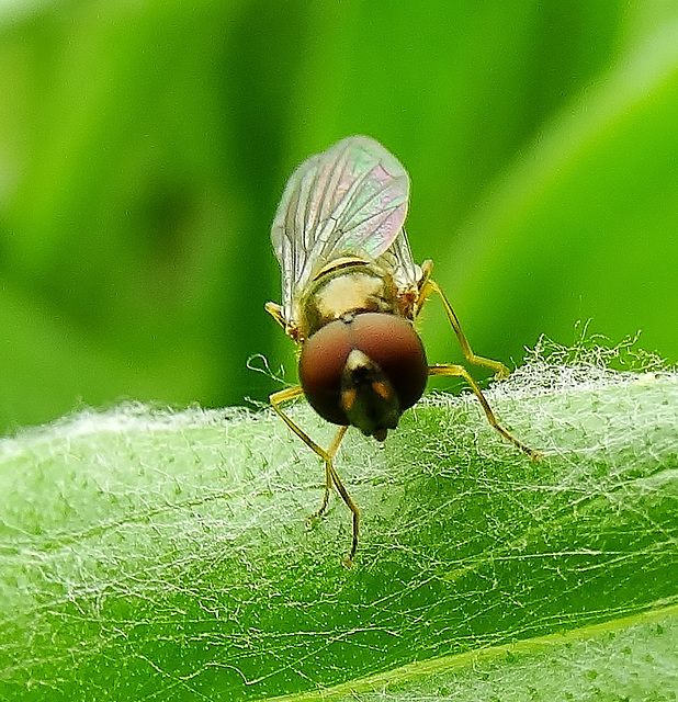 First Hoverfly of the year for me! First Hoverfly of the year for me!