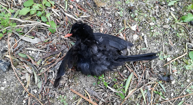 Dead Bird