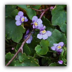 Cymbalaria muralis, cymbalaire des murs