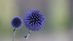 Echinops