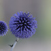 Echinops