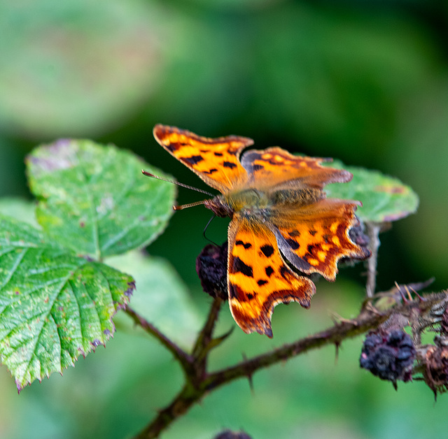 Comma butterfly