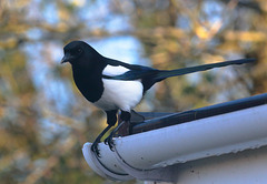 EOS 6D Peter Harriman 13 53 34 11202 Magpie dpp