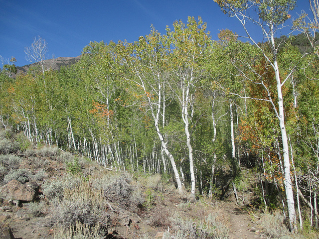 Mt-Jefferson 14