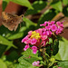 Butterfly. A067209.