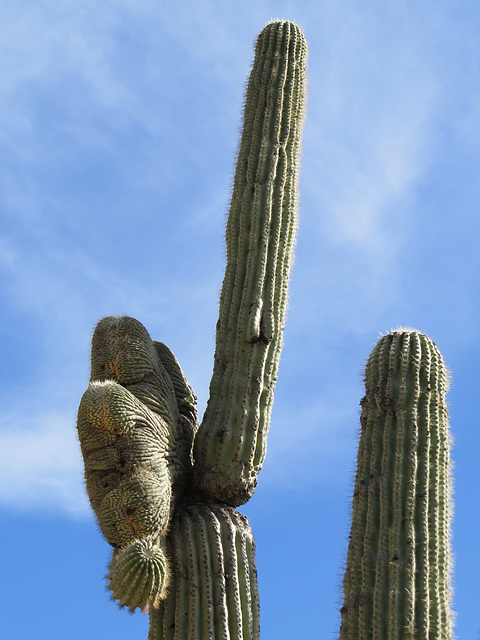 Crested Saguaro