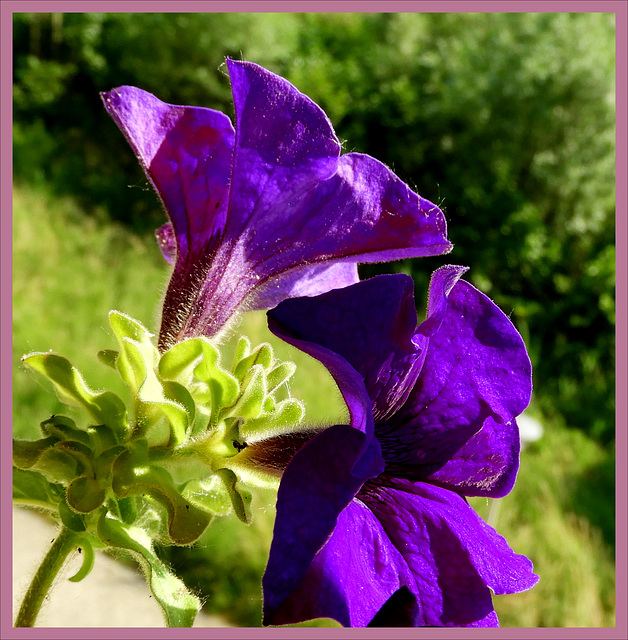 Petunia's Purple