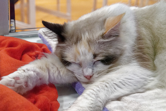 Ragdoll