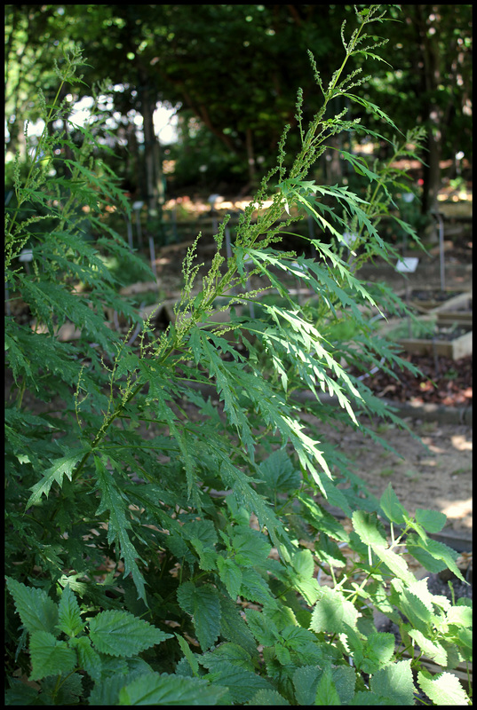 Urtica cannabina (4)