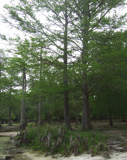 "Cypress  Knees"