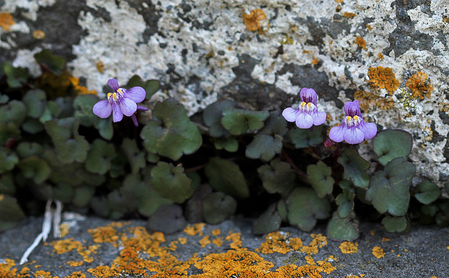 Cymbalaria muralis (8)