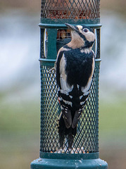Great spotted woodpecker
