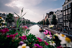 Flowers in Amsterdam