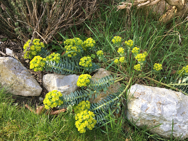 Euphorbe du jardin